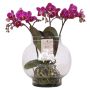 Phalaenopsis i glas Ø12 cm