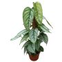 Monstera El Salvador Ø17 cm potte