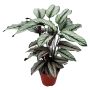 Calathea Majestica Ø19 cm potte