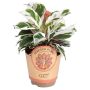 Calathea White Ø11 cm potte