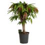 Ficus Amstel Ø24 cm potte
