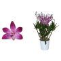 Dendrobium Berry Oda Ø12 cm potte