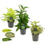 Dracaena Ø12 cm potte - flere varianter