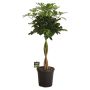 Schefflera Compacta Ø23 cm potte