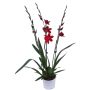 Cambria 1-grenet Ø12 cm potte