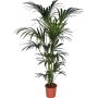 Howea Kentia Ø24 cm potte