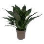 Spathiphyllum Diamond Ø17 cm