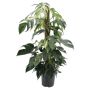 Epipremnum Pinnatum Albo Ø27 cm potte