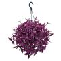 Tradescantia Pink Ø19 cm