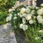 Bellissa hortensia stativ Annabelle grøn 75x80 cm