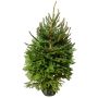 Picea Abies granplante 7,5 L