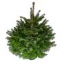 Abies Nordmanniana nordmannsgran 7,5 L