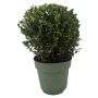 Ilex crenata kugle 17 cm Ø20