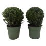 Ilex crenata kugle 17 cm Ø20
