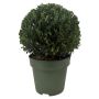 Ilex crenata kugle 24 cm Ø32