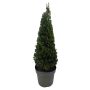 Ilex crenata pyramide løv 21 cm H 55-60 cm