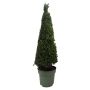 Ilex crenata pyramide 30 cm h 80 cm