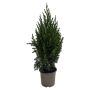 Juniperus Stricta 13 cm