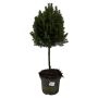 Picea Gl. Conica 19 Cm