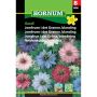 Hornum blomsterfrø Jomfruen i det Grønne, blanding