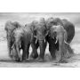 LaFinesse Canvas Elephants 80x120 cm