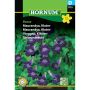 Hornum blomsterfrø Maurandya, Klatre-