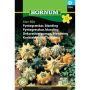 Hornum plantefrø Pyntegræskar, Star Mix