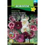 Hornum blomsterfrø Stokrose, Simple Mix