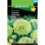 Hornum blomsterfrø Frøkenhat Green Envy