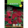 Hornum blomsterfrø Ærteblomst Scarlet
