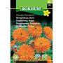 Hornum blomsterfrø Morgenfrue, Have-
