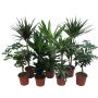 Grønne stueplanter indendørs H0,5-0,95 m - flere varianter