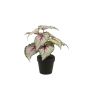 Emerald Begonia i potte 25 cm