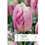 Kapiteyn blomsterløg tulipan Single Purple-White 7 stk. 