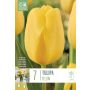 Kapiteyn blomsterløg tulipan Single Yellow 7 stk. 