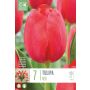 Kapiteyn blomsterløg tulipan Single Red 7 stk. 