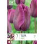 Kapiteyn blomsterløg tulipan Single Purple 7 stk. 