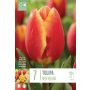 Kapiteyn blomsterløg tulipan Single Red-Yellow 7 stk. 