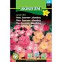 Hornum blomsterfrø sommerfloks blanding Cecily-Mix