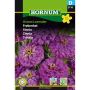 Hornum blomsterfrø frøkenhat Dream Lavender