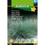 Hornum plantefrø prydgræs Blå Svingel