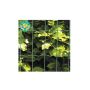 Hortus havehegn grøn 0% PVC 5x10x200cm 25meter