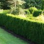 Hæktaks Taxus baccata Brande Select ’TANY0109’ PBR 100-125 cm (min. 10 stk.)