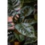 Emerald kunstig monstera monkey bush i potte 43 cm 