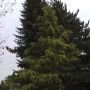Himalayaceder Cedrus Deodara 125-150 cm