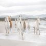 Komar fototapet White Horses 368x254 cm