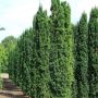 Søjletaks Taxus Baccata 'Fastigiata' 125-150 cm