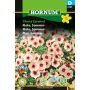 Hornum blomsterfrø Floks Sommer Cherry Caramel