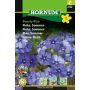 Hornum blomsterfrø Floks Sommer Beauty Blue 
