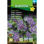 Hornum blomsterfrø Floks Sommer Sugar Stars 